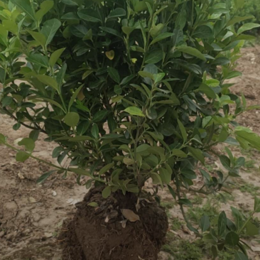 卫矛30/40/50/60/80规格齐全成活率高价格优惠
