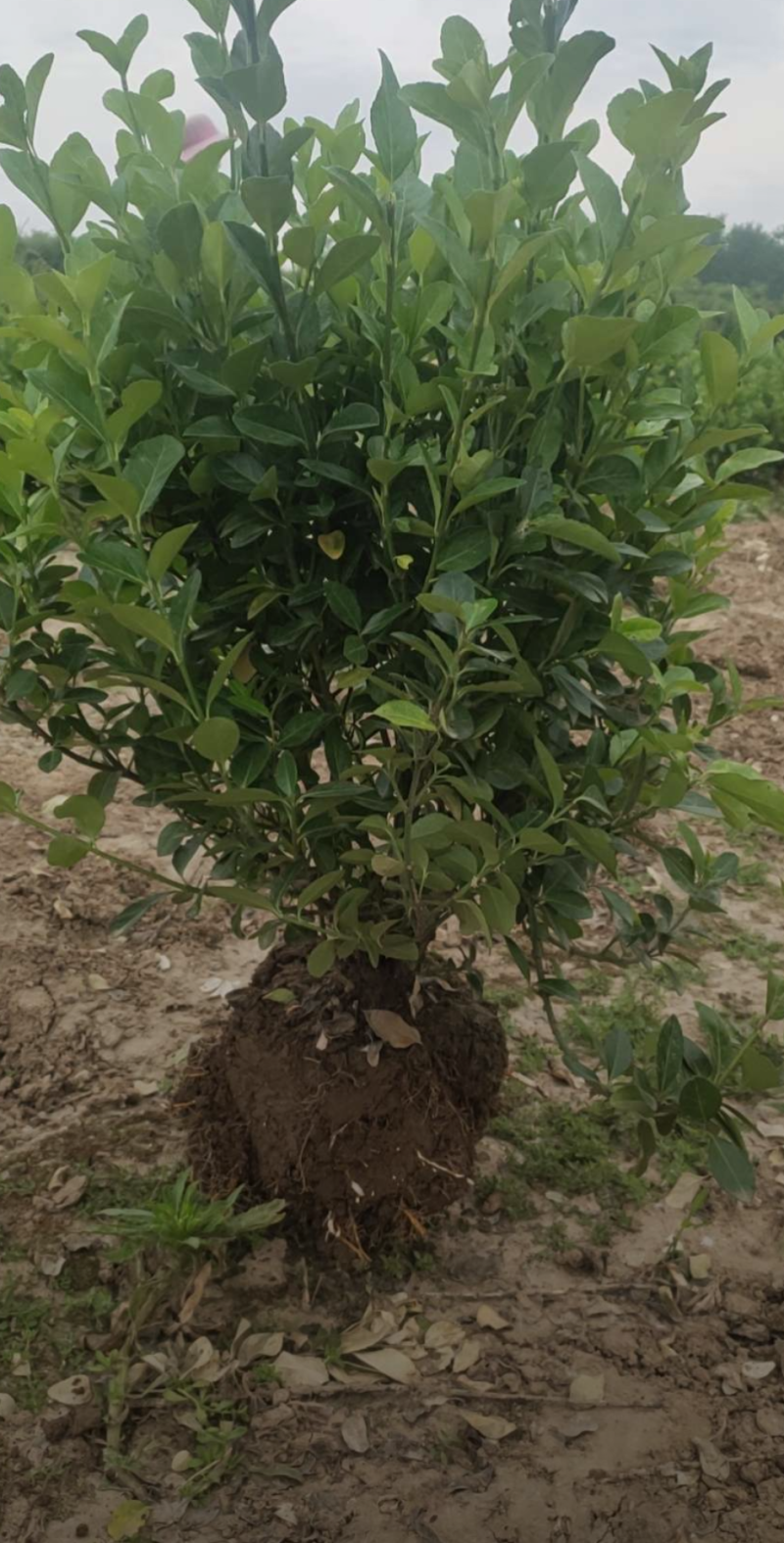 卫矛30/40/50/60/80规格齐全成活率高价格优惠
