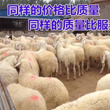 国宝鲁西南高腿小尾寒羊出售好饲养厂家直销