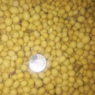 当地好黄豆高蛋白
