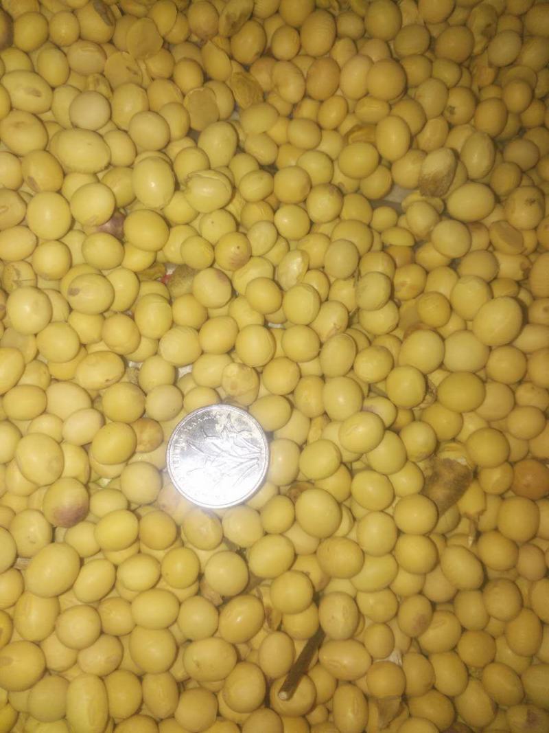 当地好黄豆高蛋白
