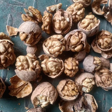 核桃皮薄饱满