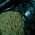 麦黄草种子