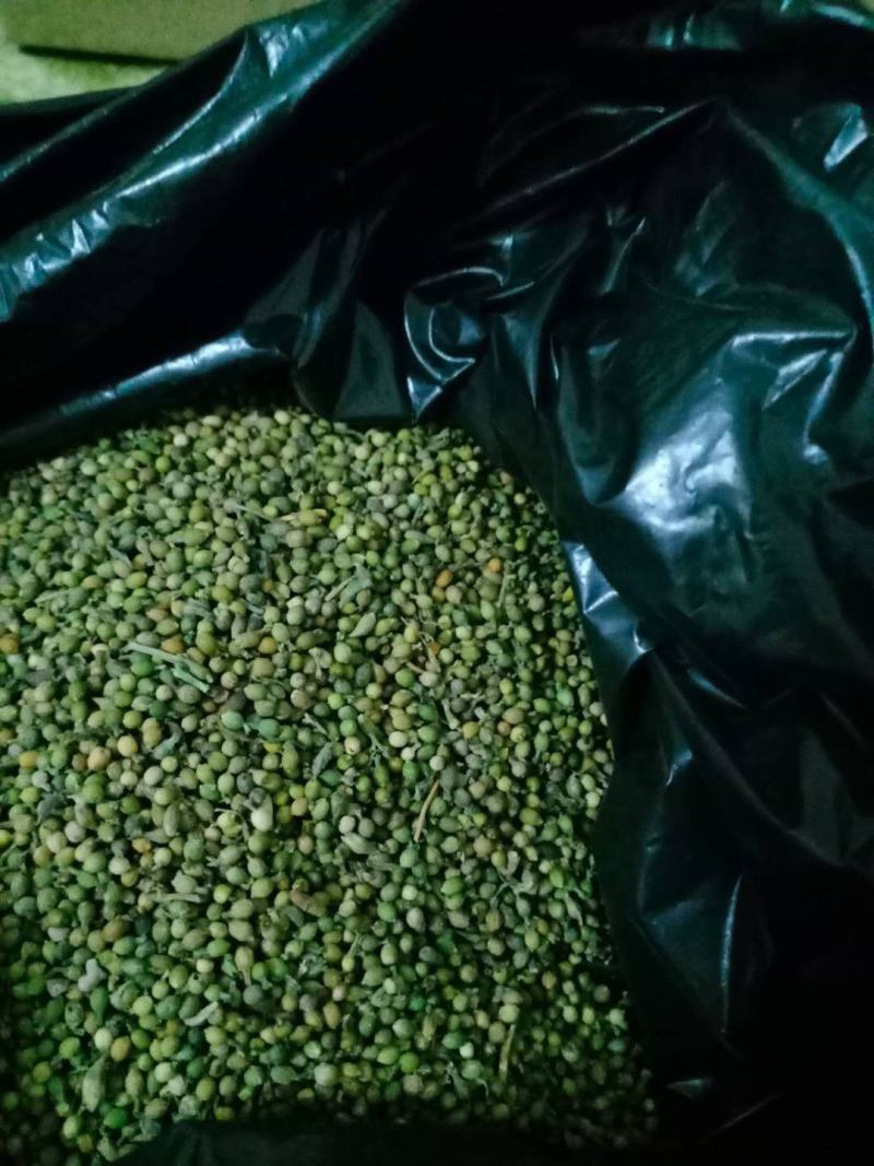 麦黄草种子