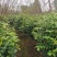 四川成都温江产地直销各规格茶花，量大从优，欢迎选购
