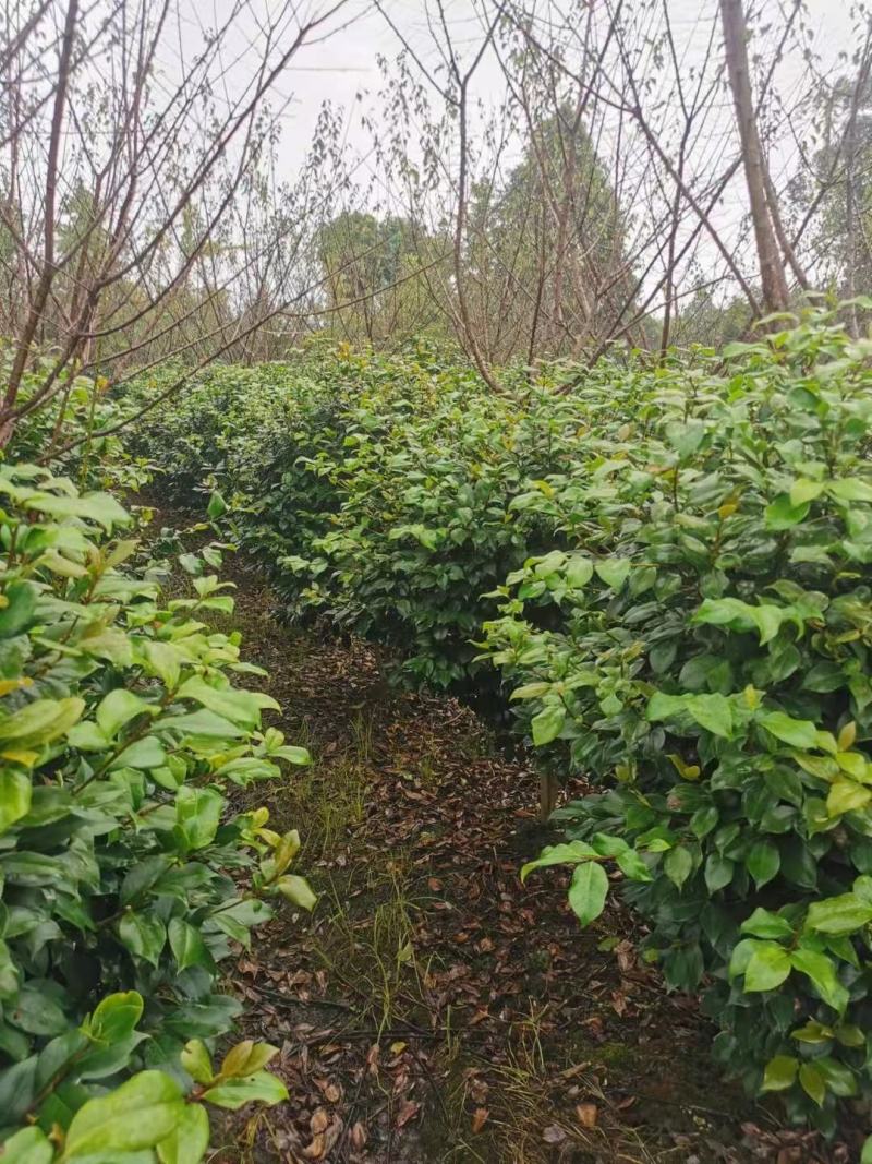 四川成都温江产地直销各规格茶花，量大从优，欢迎选购
