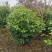 四川成都温江产地直销各规格茶花，量大从优，欢迎选购