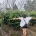 四川成都温江产地直销各规格茶花，量大从优，欢迎选购