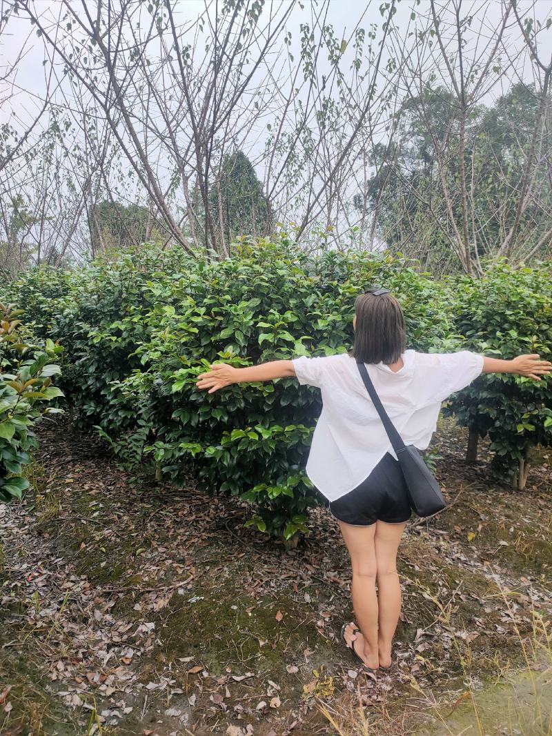 四川成都温江产地直销各规格茶花，量大从优，欢迎选购
