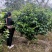 四川成都温江产地直销各规格茶花，量大从优，欢迎选购