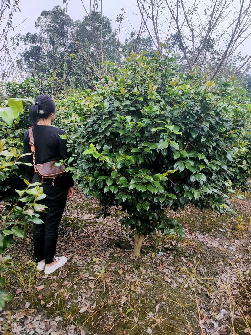 四川成都温江产地直销各规格茶花，量大从优，欢迎选购