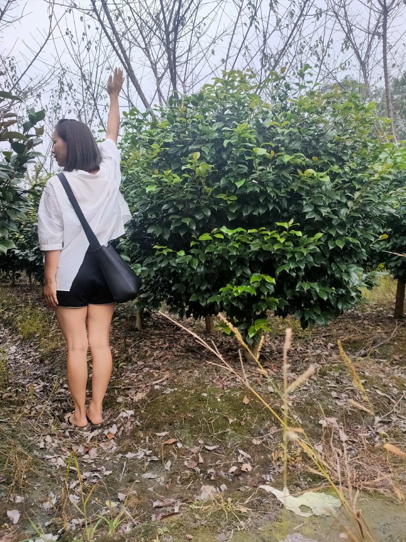 四川成都温江产地直销各规格茶花，量大从优，欢迎选购