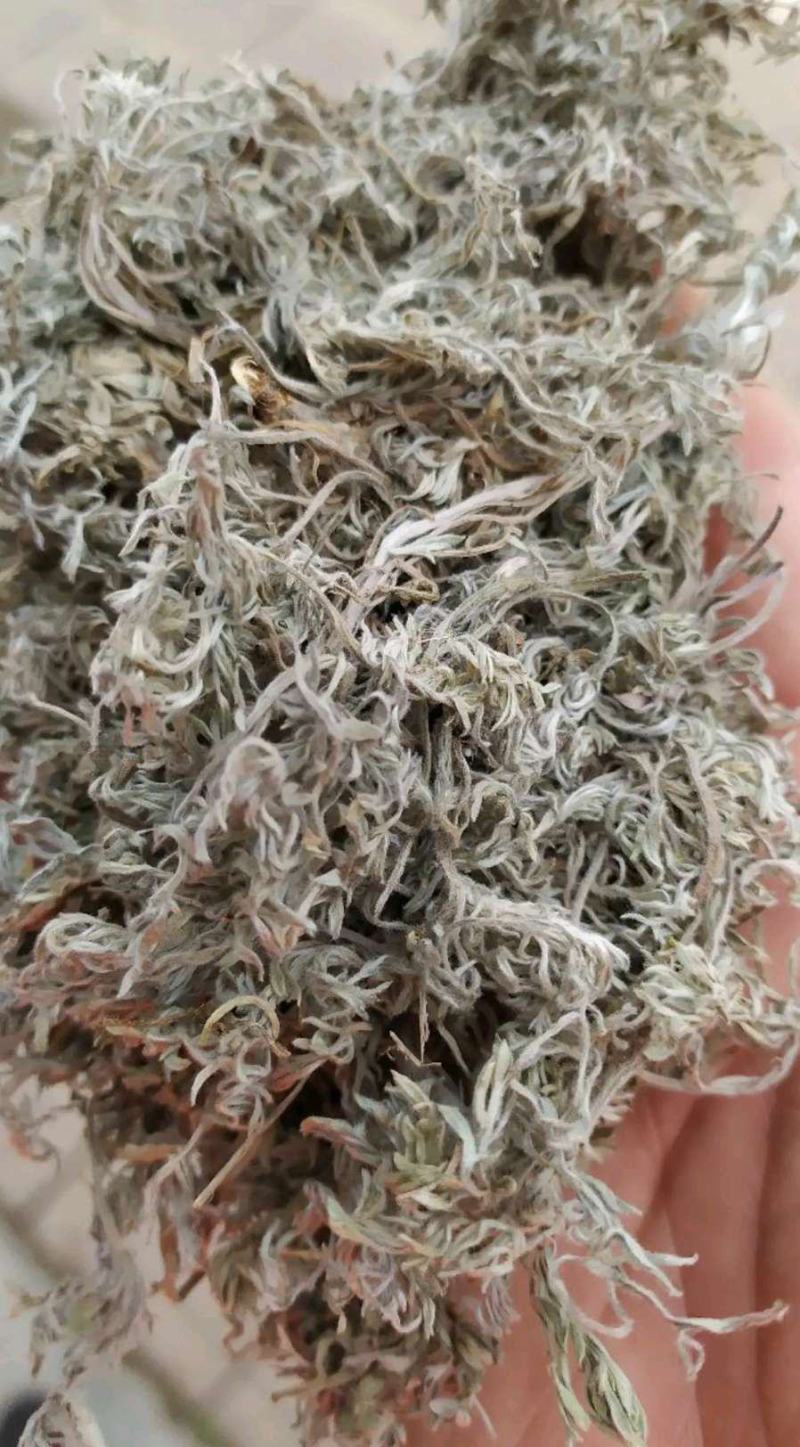 甘肃庆阳野生茵陈