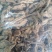 岩白菜，常年批发供应农副产品岩白菜，量大从优