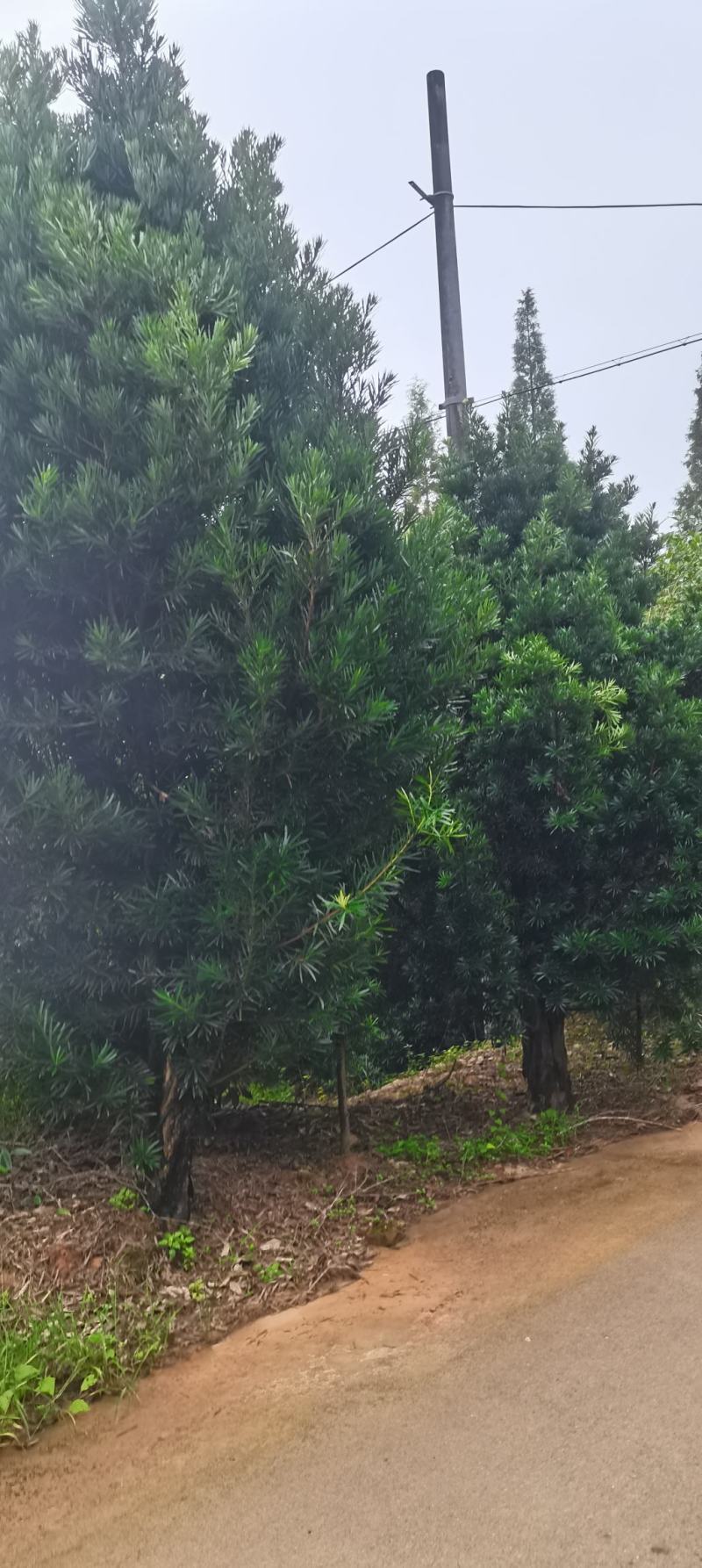 大量供应14-20公分罗汉松，中叶罗汉松江西罗汉松