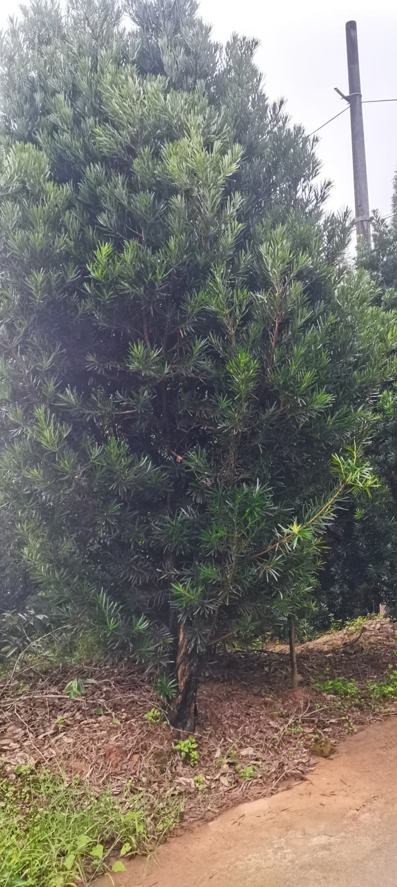 大量供应14-20公分罗汉松，中叶罗汉松江西罗汉松