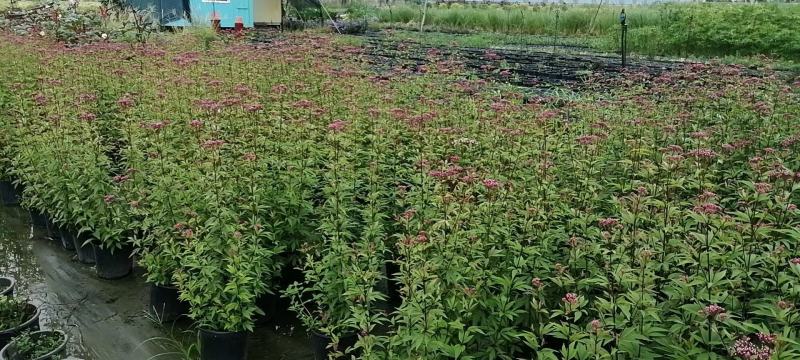 四川成都温江基地自产自销佩兰花，质量保证