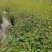 四川成都温江基地自产自销佩兰花，质量保证