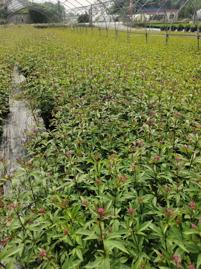 四川成都温江基地自产自销佩兰花，质量保证