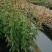 四川成都温江基地自产自销佩兰花，质量保证