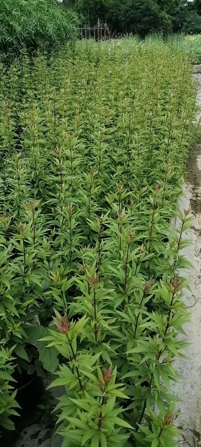 四川成都温江基地自产自销佩兰花，质量保证