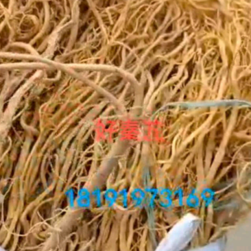 好秦艽