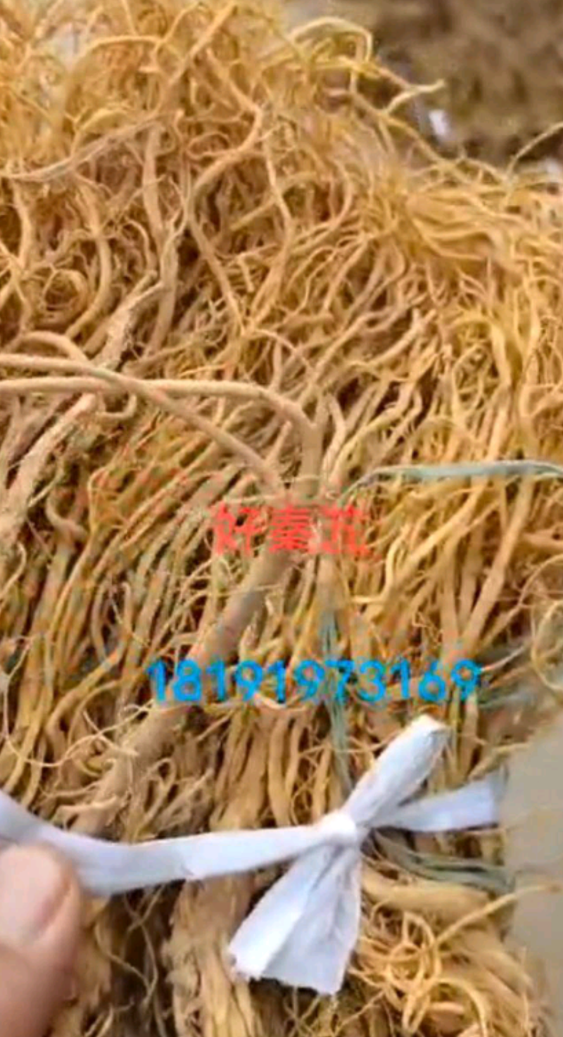 好秦艽