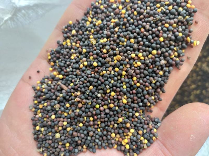 油菜籽（贵州菜籽）2026新菜籽