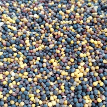 油菜籽（贵州菜籽）2026新菜籽