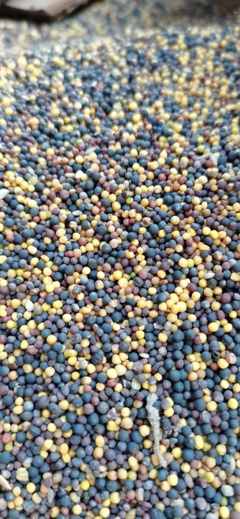油菜籽（贵州菜籽）2026新菜籽