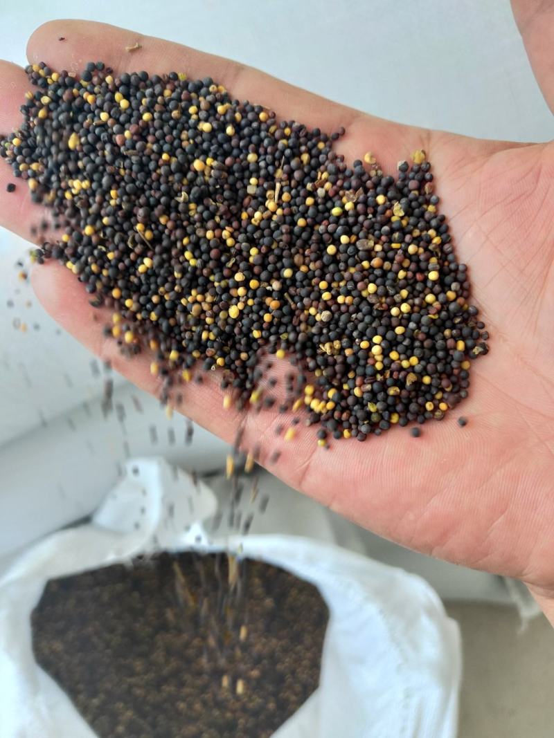 油菜籽（贵州菜籽）2026新菜籽