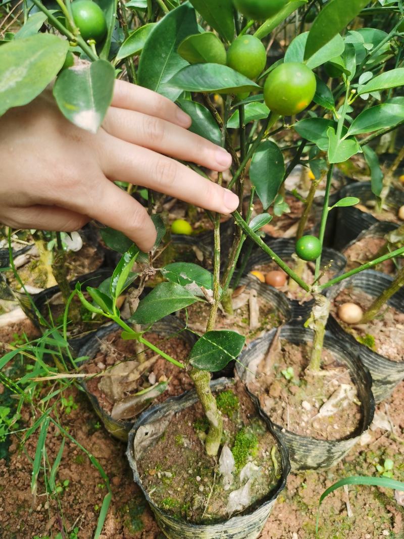 四季脆皮金桔苗，常年四季开花结果，当年种植当年挂果