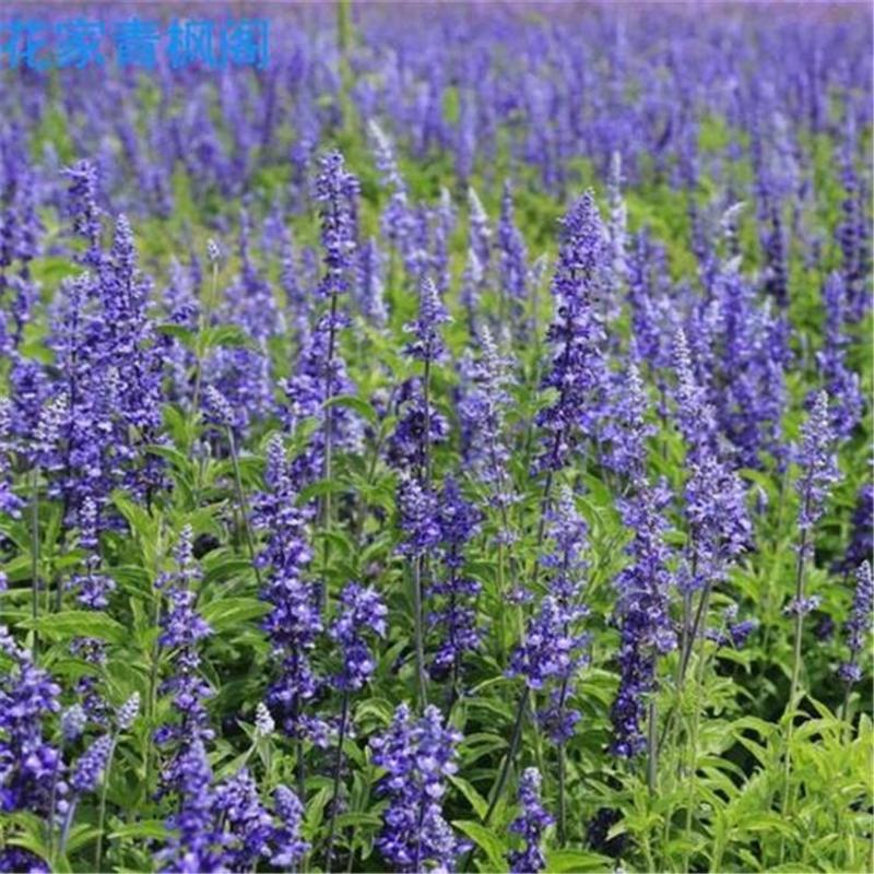 蓝花鼠尾草种子一串蓝紫花红花易活播种多年生宿根耐寒花卉景