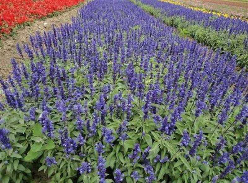 蓝花鼠尾草种子一串蓝紫花红花易活播种多年生宿根耐寒花卉景
