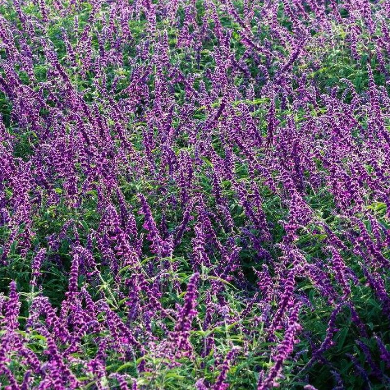 蓝花鼠尾草种子一串蓝紫花红花易活播种多年生宿根耐寒花卉景