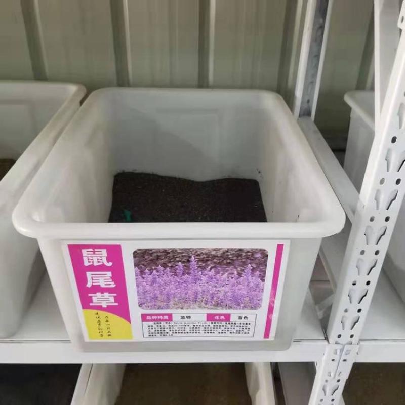 蓝花鼠尾草种子一串蓝紫花红花易活播种多年生宿根耐寒花卉景