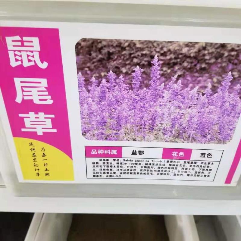 蓝花鼠尾草种子一串蓝紫花红花易活播种多年生宿根耐寒花卉景