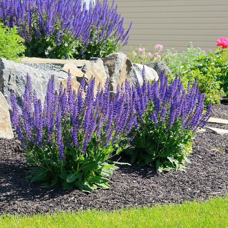 蓝花鼠尾草种子一串蓝紫花红花易活播种多年生宿根耐寒花卉景