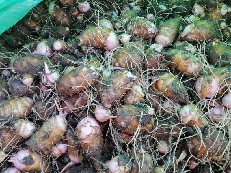 精品红芽芋，芋头，产地直发大量上市人工筛选欢迎电联