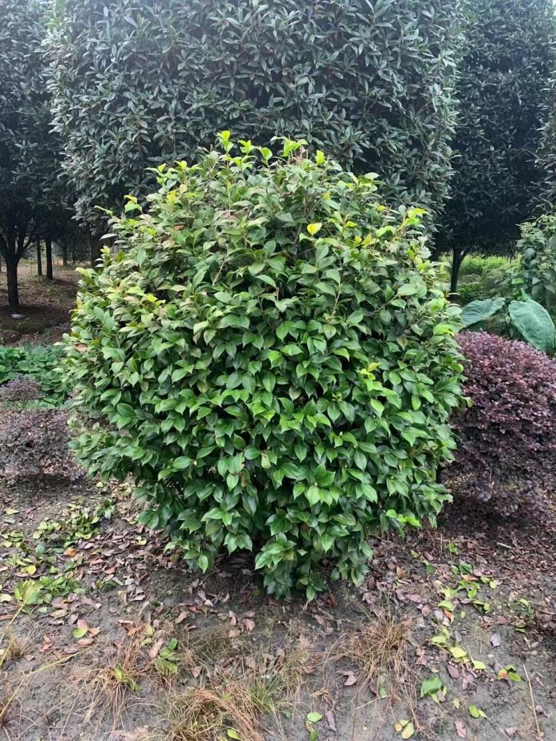 茶花球各规格齐全自家基地量大从优欢迎选购