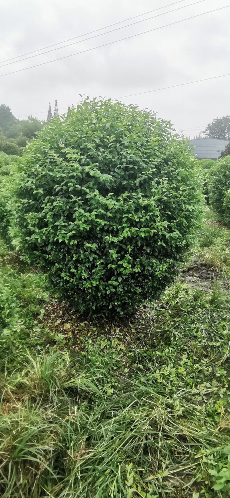 金禾女贞球各规格齐全自家基地量大从优欢迎选购
