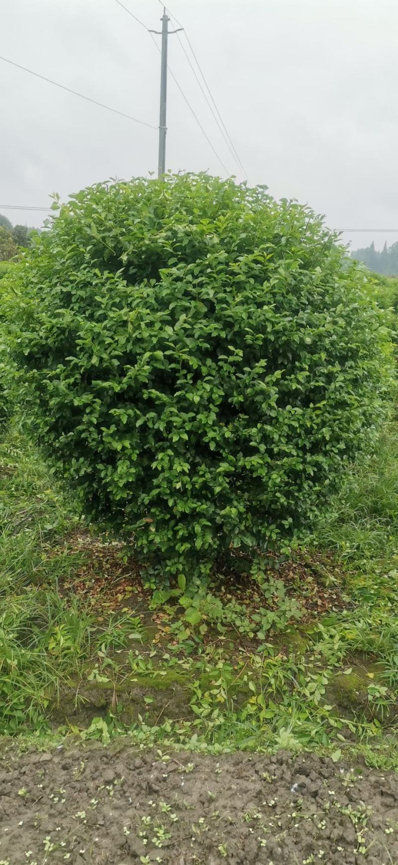 金禾女贞球各规格齐全自家基地量大从优欢迎选购