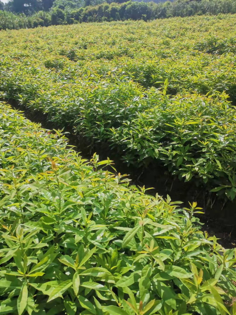 木荷杯苗裸根苗，1-3公分木荷海量供应，现货批发