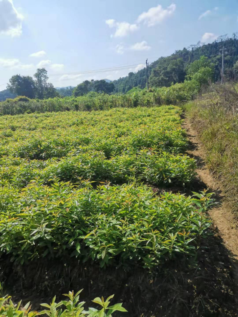 木荷杯苗裸根苗，1-3公分木荷海量供应，现货批发
