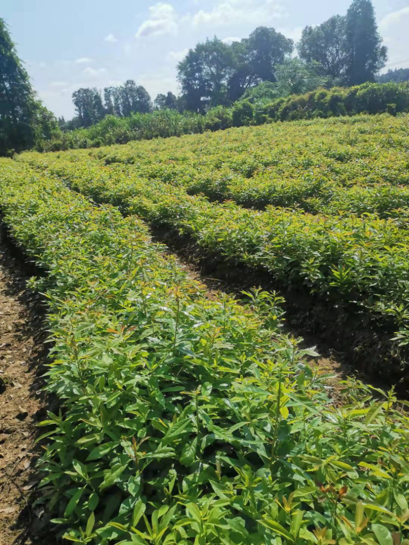 木荷杯苗裸根苗，1-3公分木荷海量供应，现货批发
