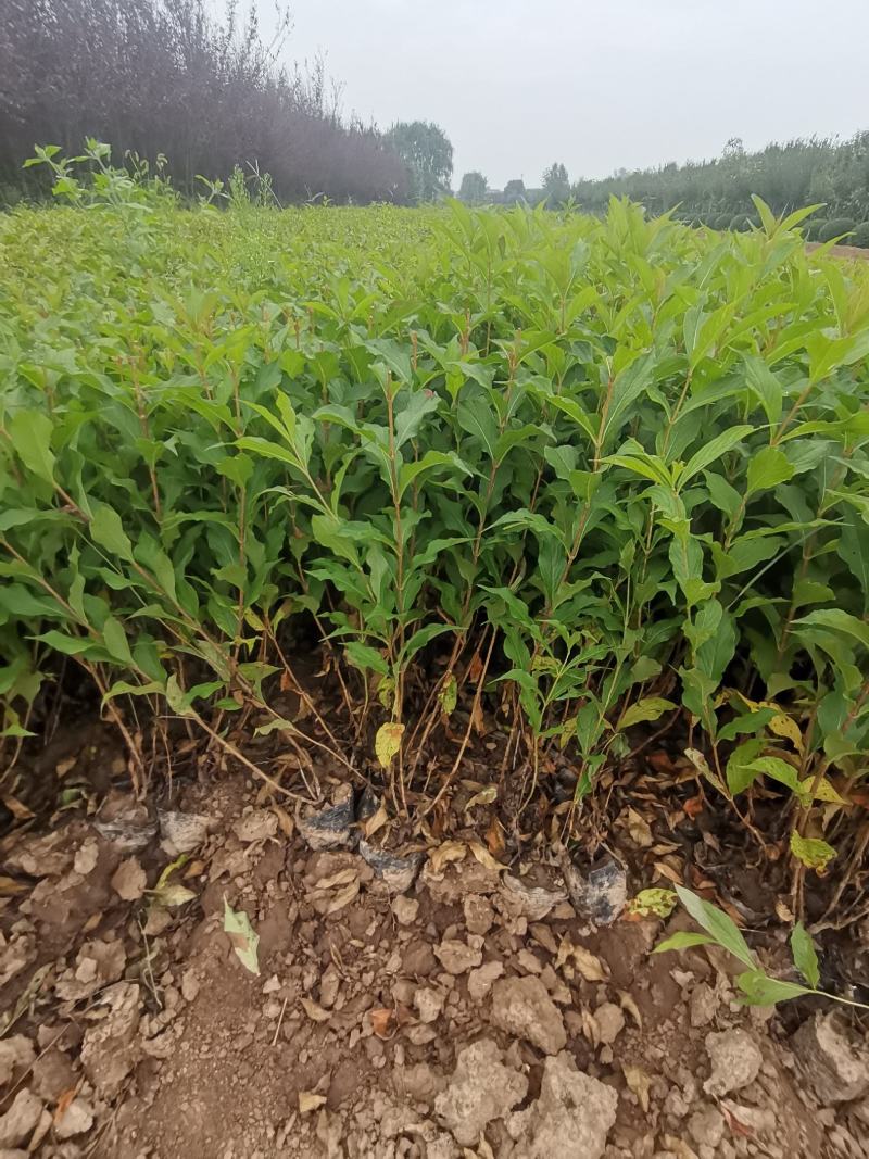 营养杯红王子锦带多分枝苗喜光、抗寒，红王子锦带杯苗