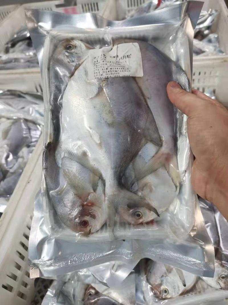 新鲜银鲳鱼新鲜速冻真空包装平鱼扁鱼白鲳鱼海鲜批发海鱼昌鱼