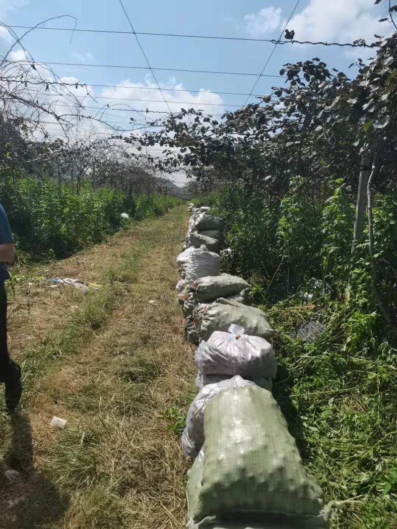 红心猕猴桃适合社区团购