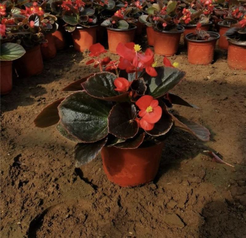 室内绿植四季海棠