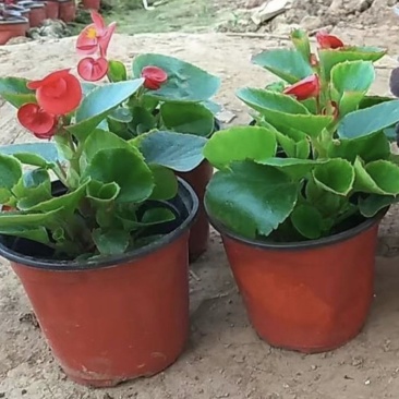 室内绿植四季海棠